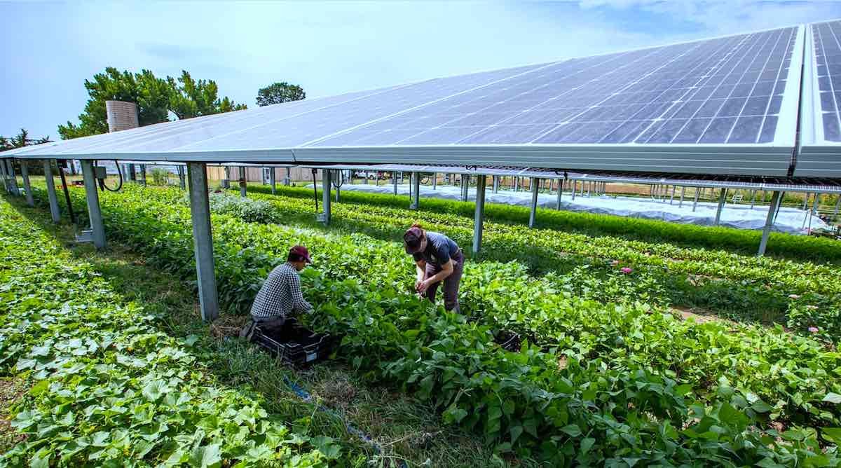 Agrivoltaic-Jacks-Solar-Farm-Photo-by-Werner-Slocum-NREL